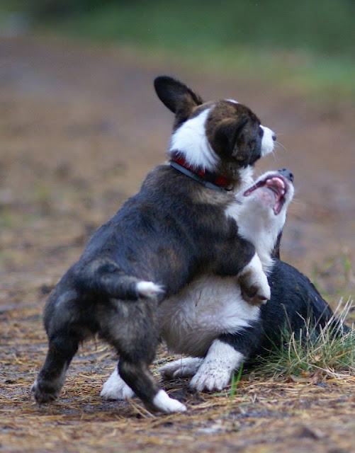 welsh corgi, pies w górach, góry z psem, w góry z psem, pies w rodzinie, kupno psa, wakacje z psem, podróże z psem, welsh corgi, corgi, pies idealny